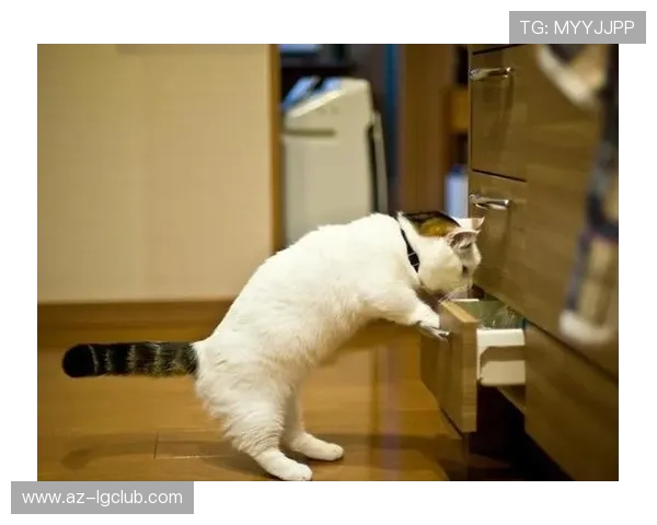 猫咪腾空旋转扑向足球展现惊人敏捷与萌态融合的欢乐瞬间